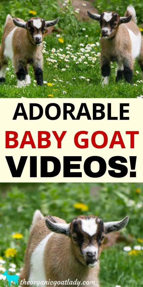 Baby Goat Videos! - The Organic Goat Lady Baby Goats Video, Baby Goats Pygmy, Goat Videos, Miniature Goats, Mini Goats, Pygmy Goat, Baby Goat, Dairy Goats, Backyard Farming