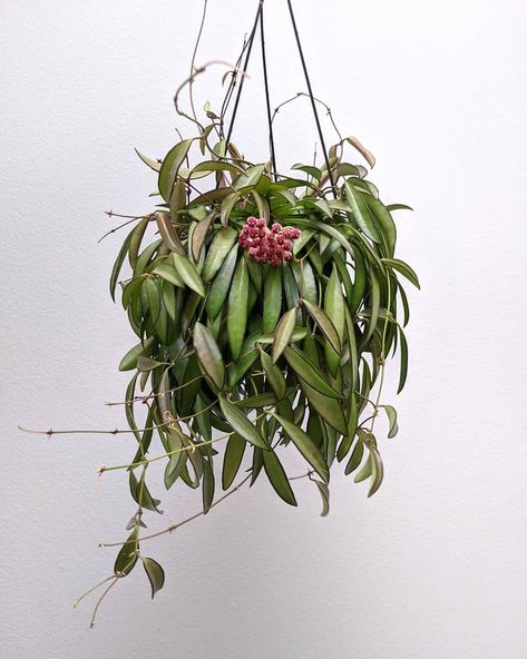 Hoya Wayetii, Plant For Beginners, Plant Goals, Grow Kit, Christmas Cactus, Plant Aesthetic, Growing Indoors, All Plants, Hanging Plants