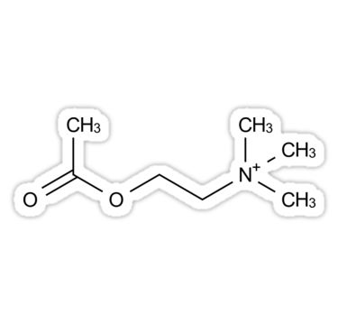 "Acetylcholine chemical molecule" Auburn Hair Styles, Chemistry Tattoo, Best Garden Design, Molecule Tattoo, Nerve Cells, Chef Logo, Diy Home Accessories, Gorgeous Tattoos, Molecular Structure