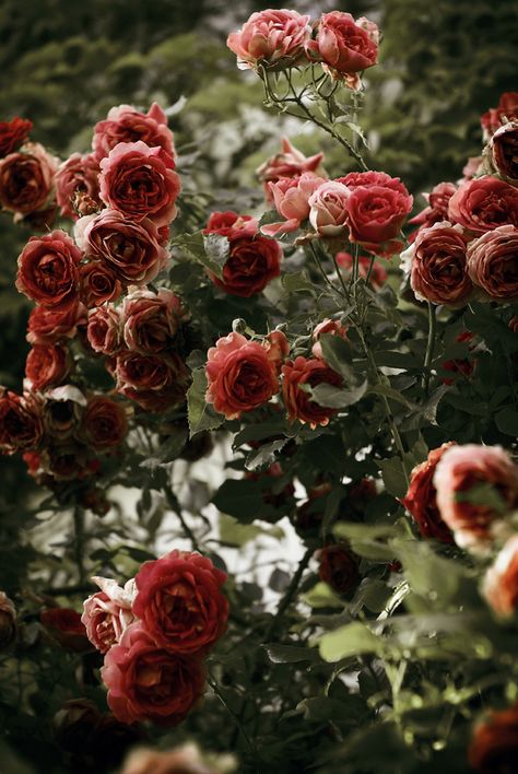 Rose Belle, Rose Bush, Beautiful Rose, Rose Garden, Beautiful Roses, Pretty Flowers, In The Garden, Secret Garden, Beautiful Gardens