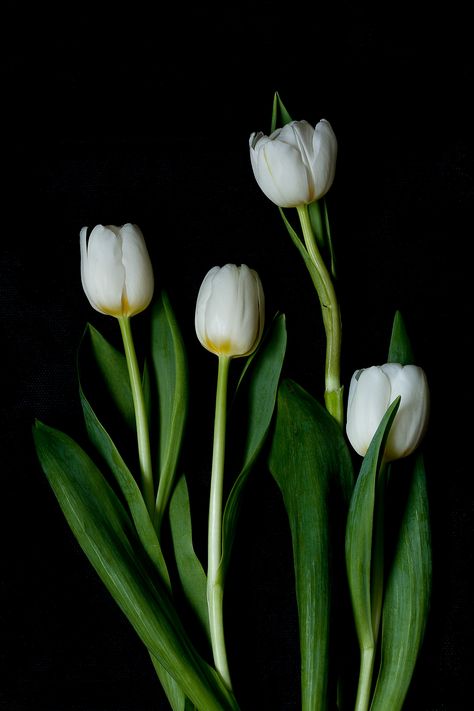 White and green tulips on black background Tulips Black Background, Background Tulips, Wallpaper Tulips, Tulips Black, Flowers Black Background, Lotus Flower Art, Iphone Wallpaper Stills, Tulip Painting, Black And White Art Drawing