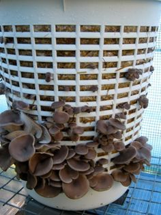 Grow Mushrooms, Growing Mushrooms At Home, Mushroom Cultivation, Garden Mushrooms, نباتات منزلية, Earthship, Food Garden, Grow Your Own Food, Veggie Garden