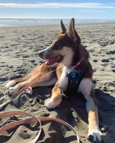 Meet Nova, 6 month old Husky/Australian Shepherd Mix. Australian Shepherd Husky, Husky Shepherd, Red Siberian Husky, Australian Shepherd Mix, Husky Mix, Siberian Husky, Australian Shepherd, Puppy Love, Husky