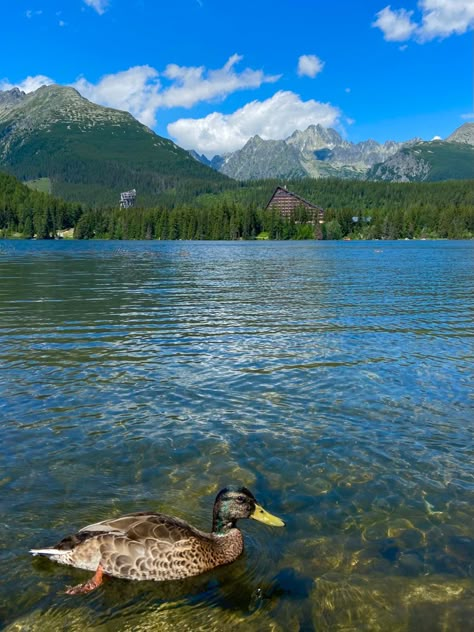 #nature #mountains #duck #aesthetic #1 #slovakia Slovakia Aesthetic, Duck Aesthetic, Athletic Wallpaper, Slovakia Travel, Bulgarian Culture, High Tatras, Lake Summer, Nature Mountains, Pretty Landscapes