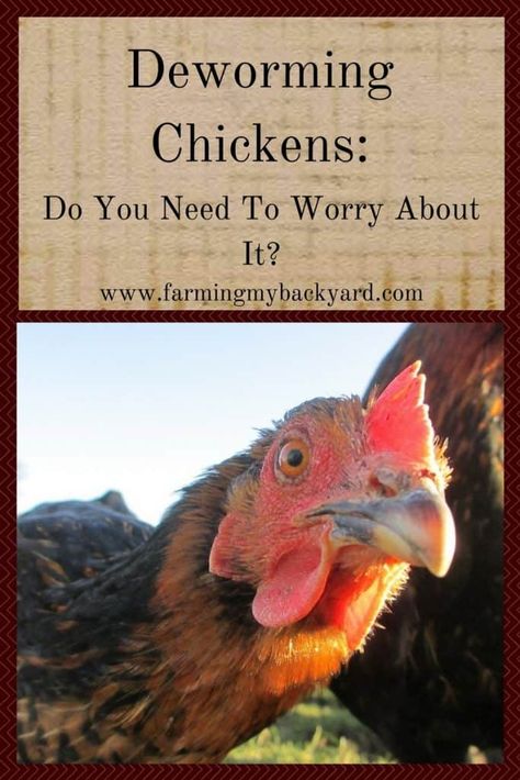 Chicken Coop Bedding, Raising Turkeys, Urban Chicken Farming, Baby Chicks Raising, Urban Chickens, Backyard Chicken Farming, Chicken Health, Best Chicken Coop, Raising Backyard Chickens