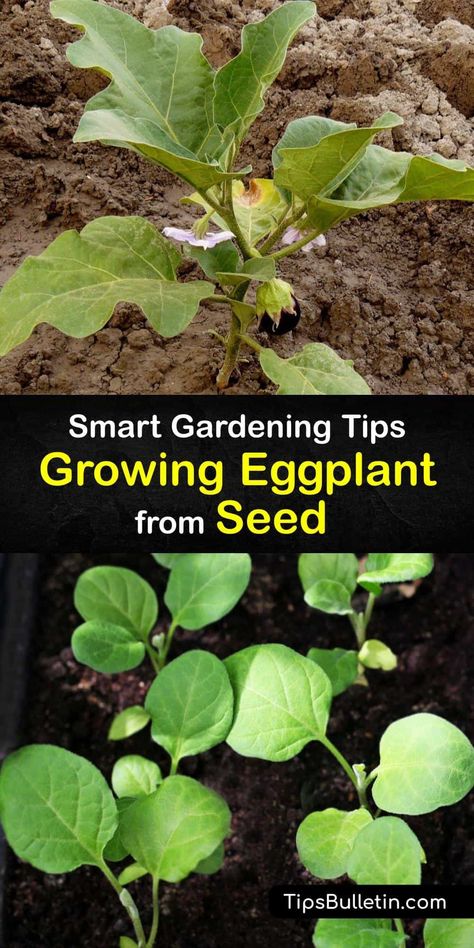 Discover how to plant eggplant by starting eggplant seeds indoors and transplanting the seedlings in the garden. An eggplant plant (Solanum melongena) is simple to grow and produces fruit if you plant it in warm soil and give it the care it needs. #howto #grow #eggplant #seed How To Plant Eggplant Seeds, Growing Eggplant Tips, Eggplant Plant How To Grow, How To Grow Eggplant From Seeds, How To Grow Eggplant, Eggplant Planting, Planting Eggplant, Plant Eggplant, Eggplant Growing