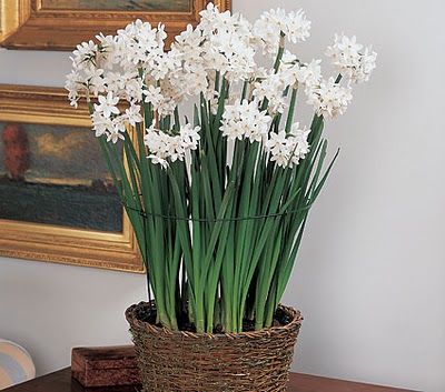 spring has sprung Indoor Office Plants, Clematis Paniculata, Growing Bulbs, White Flower Farm, Daffodil Bulbs, Cheap Flowers, Spring Flowering Bulbs, Indoor Flowers, Office Plants