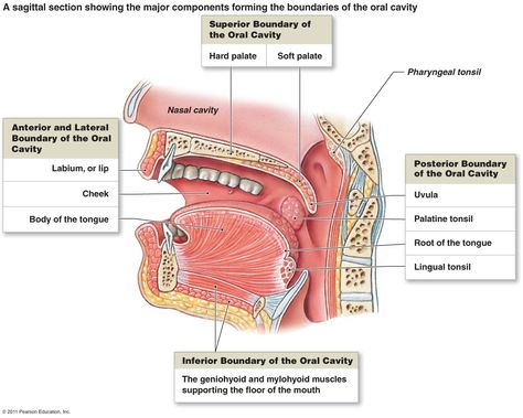 Oral cavity - a sagittal section showing the major components forming the boundaries of the oral cavity Oral Cavity Anatomy, Lingual Tonsils, Throat Anatomy, Swollen Tonsils, Human Tongue, Anatomy Organs, Human Mouth, Gross Anatomy, Soft Palate