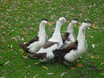 Magpie Ducks, Ducks Pictures, Duck Photos, Duck Care, Duck Breeds, Duck Pictures, Pets Stuff, Guinea Fowl, Home Farm