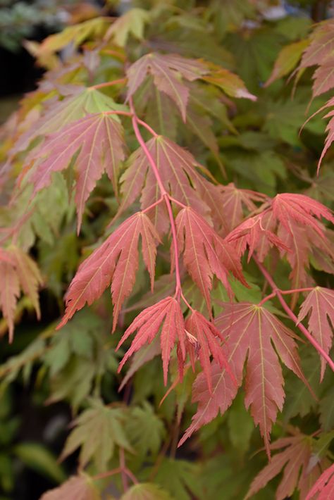 Korean Maple Tree, Maple Tree Varieties, Acer Trees, Tree With Leaves, Front Gardens, Japanese Maples, Landscape Plants, Zone 5, Japanese Gardens