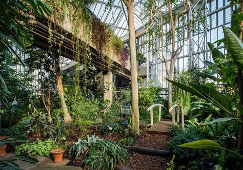 Visit the Conservatory | Barbican Barbican Conservatory, Barbican Centre, Ginger Plant, Assistance Dog, London Places, Exotic Fish, Glass Roof, Small Pool, Kew Gardens