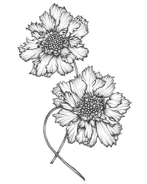 Exotic Flower Tattoos, Sketch Journal Ideas, Drawing Tracing, Pencil Flowers, Ink Flowers, Botanical Line Drawing, Doodle Flowers, New Tattoo Designs, Sketch Journal