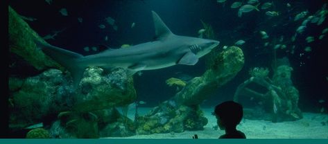 Artificial Coral, Moray Eel, Shrimp Boat, Fun Indoor Activities, Shark Art, Albuquerque News, Open Ocean, Deep Ocean, Wildlife Sanctuary