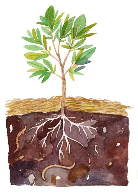 Illustration depicting a well-mulched plant and the micro- and macro-organisms in the soil below. Robin Clugston, 2012. Plant Growing Illustration, Soil Illustration, Soil Drawing, Roots Illustration, Roots Drawing, Seed Illustration, Growing Plants From Seeds, Book Cover Page Design, Drawing Notebook