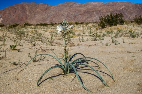 Desert Lily. Single Desert Lily Plant Growing in Desert Environment With Baren M #Sponsored , #Ad, #ad, #Lily, #Environment, #Baren, #Single Desert Lily, Lily Plant, Mountain Background, Desert Environment, Plant Growing, Lily Plants, Vintage Graphic Design, Acrylic Painting, Stock Images