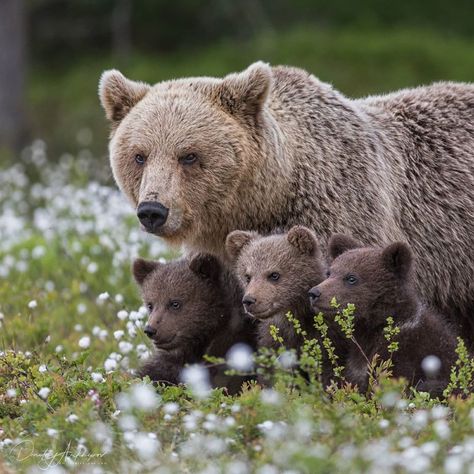 Wild Life Videos, Photo Ours, Mother Bears, Bear Cute, Bear Tattoo, Interesting Animals, Bear Pictures, Bear Art, Grizzly Bear