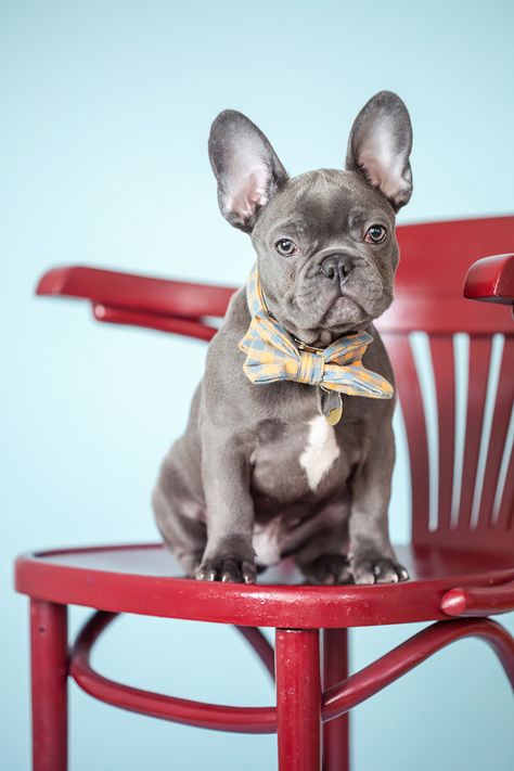 #frenchbulldog #frenchbulldogpuppy #frenchiepuppies #frenchbulldogphotography #bulldogphotos #dogmagazine #pawshmagazine Dog Birthday Pictures, Pet Photography Props, Dog Photography Poses, Animal Photoshoot, Cute Small Dogs, Dog Magazine, French Dogs, Dog Poses, Dog Photoshoot