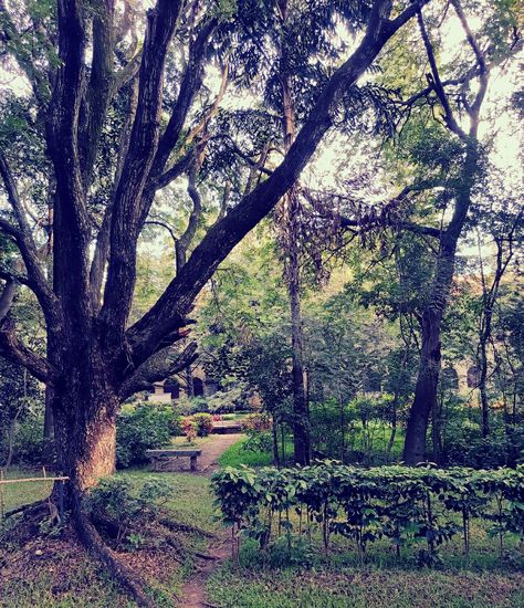 Iisc Bangalore Campus, Iisc Bangalore, Messy Mind, Indian Institute Of Science, Beautiful Sights, Bangalore, In The Morning, The Morning, Beautiful Places