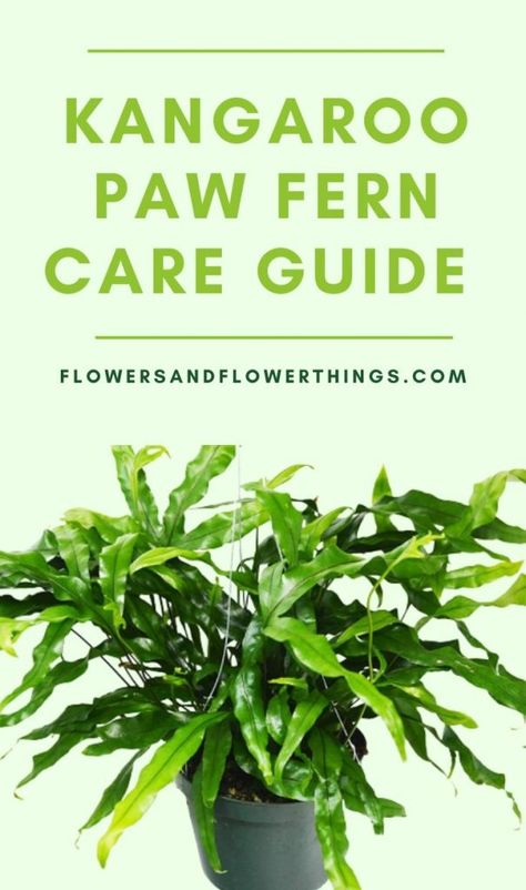 Kangaroo Fern Care, Kangaroo Plant, House Ferns, Kangaroo Fern, Kangaroo Paw Fern, Indoor Plant Room, Kangaroo Paw Plant, House Plant Tips, Fern Care