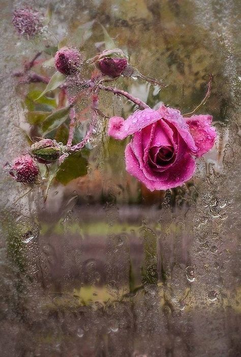 Splenderosa Raindrops And Roses, I Love Rain, Love Rain, Rose Cottage, Dancing In The Rain, Love Rose, Samhain, Rain Drops, Rainy Days