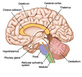 Anatomy Of The Brain, Brain Anatomy And Function, Brain Diagram, Otak Otak, Sistem Saraf, Nursing School Essential, Brain Surgeon, Neural Connections, Human Body Unit