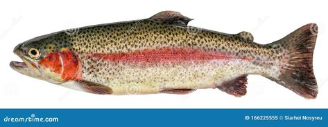 Rainbow trout fish isolated on white background. Side view. Fish Side View, American Green Tree Frog, Common Carp, Rainbow Trout Fishing, About Rainbow, Green Tree Frog, Trout Fish, Fish Face, All Fish