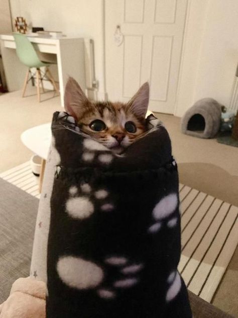 Kitty wrapped up in a blanket #tinycat #socute #aww #catlove Tiny Cats, Baby Animals Funny, Silly Animals, Cat Aesthetic, Silly Cats, Paw Prints, Cute Creatures, Pretty Cats, Cute Little Animals