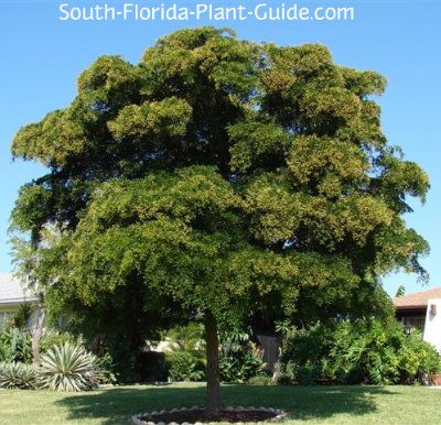 Shady Lady Black Olive Tree Bucida buceras The exquisite Shady Lady black olive tree, with its lush layers of tiny leaves on zigzagged stems, is one of the most beautiful South Florida trees. South Florida Plants, Shady Lady Tree, Olive Tree Care, Black Olive Tree, Florida Trees, Front Yard Plants, Yard Plants, Florida Plants, Privacy Landscaping