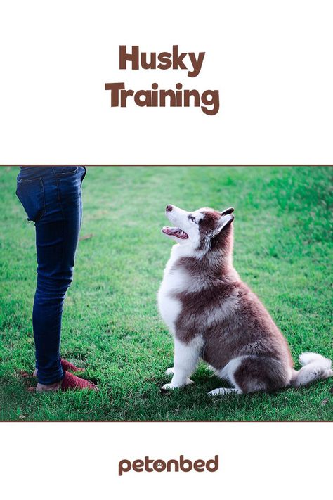 Siberian husky training Siberian Husky Training, Husky Training, Miniature Husky, Dog Playing, Husky Funny, Active Family, Dog Hacks, Husky Puppy, Husky Dogs