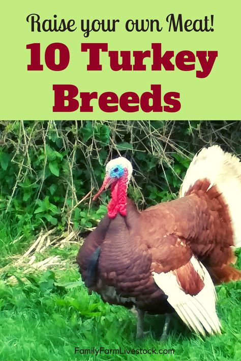 Turkey Breeds Chart, Heritage Breeds Livestock, Poultry Farm Buildings, Turkey Breeds, Turkey Culture, Raising Turkeys, Turkey Farm, The Best Turkey, Meat Birds