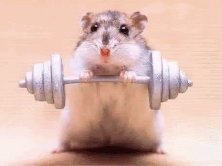 Hamster Working Out GIF - Hamster Workout Gym - Discover & Share GIFs Funny Hamsters, A Hamster, Cute Hamsters, Theme Halloween, Hamsters, Gym Rat, 귀여운 동물, Guinea Pigs, Rats