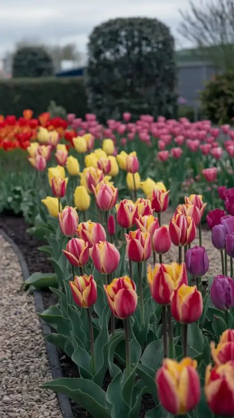 A photo of a garden filled with Triumph tulips. There are red, yellow, pink, and purple tulips. The tulips are planted in a well-manicured bed with a gravel path. The background contains a few shrubs and a building. The sky is overcast. Triumph Tulips, Tulip Varieties, Pink And Purple Tulips, Random Flowers, Tulip Garden, Gravel Path, Tulips Garden, Purple Tulips, Spring Bulbs