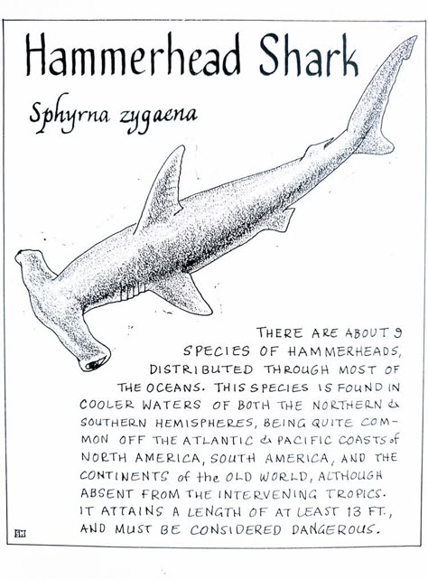 Anatomy Of A Shark, Shark Diagram Aesthetic, Shark Anatomy Poster, Shark Facts/ Anatomy, Shark Information Poster, Different Kinds Of Sharks, Marine Biology Notes Sharks, Shark Diagram, Marine Biologist Notes