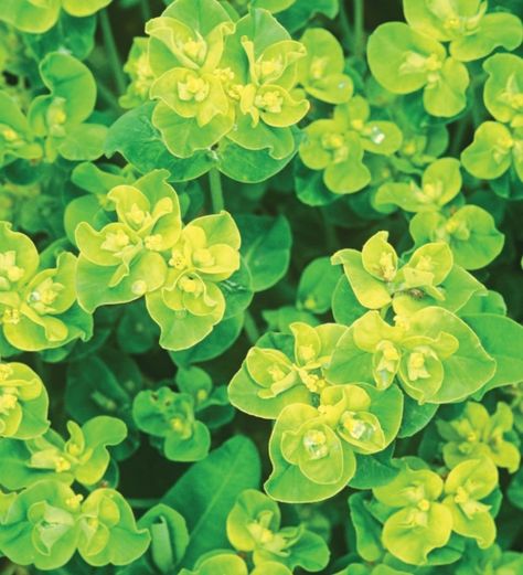 Euphorbia oblongata Euphorbia Oblongata, Flower Seedlings, Sarah Raven, Spring Flowering Bulbs, Foliage Plants, Planting Bulbs, Garden Soil, Exotic Flowers, Healthy Plants