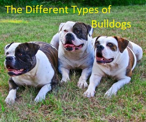 Types Of Bulldogs, Australian Bulldog, English Bulldog Care, Bulldog Training, Olde English Bulldogge, Bulldog Breeds, English Bulldog Puppies, Bully Dog, Old English Bulldog