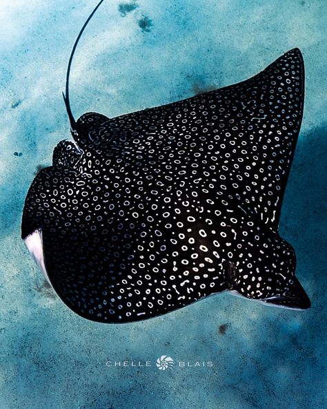 Eagle Ray Eagle Ray Photography, Spotted Eagle Ray Painting, Scuba Photography, Bat Ray, Pressure Oc, Tattoo Sternum, Coral Reef Art, Fish Photos, Spotted Eagle Ray