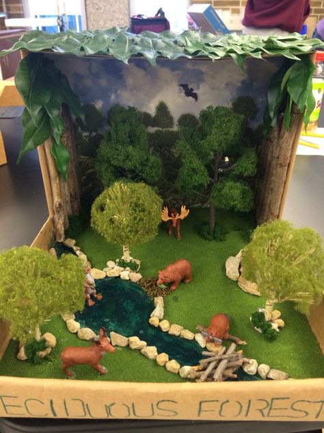 Deciduous Forest biome! Deciduous Forest Biome, Ecosystems Diorama, Shoe Box Diorama, Habitat Project, Biomes Project, Rainforest Project, Diorama Kids, Diarama Ideas, Ecosystems Projects