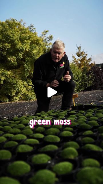 Hello Hello Plants on Instagram: "Bring a magical special effect to your garden with Green Irish Moss.🌱
Click the link to learn more or bring one home today! 👉 https://www.thetutuguru.com.au/shop/sagina-green-irish-moss/
#HelloHelloPlants #Melbourne #Australia #GreenIrishMoss" Irish Moss, Special Effect, One Home, Hello Hello, Special Effects, Melbourne Australia, First Home, Click The Link, Garden Ideas