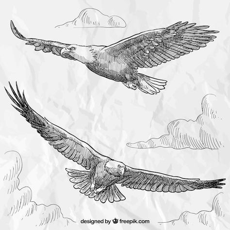 Vector hand drawn eagles | Premium Vector #Freepik #vector #bird-sketch #hand-drawn-bird #bird-drawing #animal-sketch Eagle Sketch, Eagle Drawing, Eagle In Flight, Eagle Art, Eagle Tattoo, Anime Animals, Hand Sketch, Animal Sketches, Vector Hand