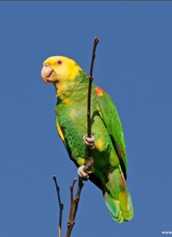 Yellow-headed Amazon Parrot | Amazona oratrix …   Amazon Parrots  Akas: Levaillant's Amazon,  Mexican Yellow-headed (fronted) Amazon,  Double Yellow-headed (fronted) Amazon (oratrix and tresmariae),  Tres Marias Amazon (A.o. tresmariae),  Belize Yellow-headed Amazon (A.o. belizensis) Amazon Parrots, Parrot Tattoo, Amazon Parrot, Black Neck, Belize, Parrot, Photo Galleries, Universe, Birds