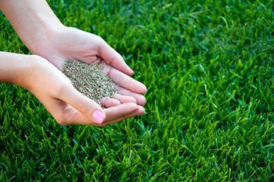 Types Of Cold Hardy Grass Seed: Tips On Planting Grass Seed In Zone 6 Gardens Best Grass Seed Lawn, Planting Spinach, Overseeding Lawn, Planting Grass Seed, Best Grass Seed, Planting Grass, Seeding Lawn, Diy Lawn, Lawn Care Tips