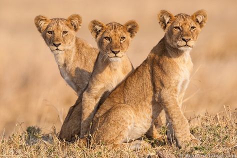 Cat References, Lion Cubs, Panthera Leo, Lions Photos, Beautiful Lion, Image Chat, African Lion, Lion Cub, Animal Photos