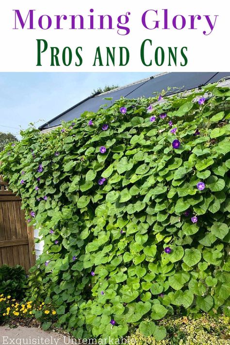 Are Morning Glories friend or foe in your garden? Here are the pros and cons to planting them and how to keep them in line, so you can enjoy their lovely blooms. Morning Glory Planting Ideas, Morning Glory Garden Ideas, Morning Glories On Trellis, Morning Glory Trellis Ideas, Diy Morning Glory Trellis, Vine Garden, Morning Glory Planter Ideas, Morning Glory Ideas, Morning Glories Trellis