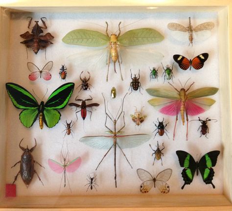 Pinning Insects, Pinned Insects, Bug Collection Display, Insect Pinning, Insect Collection Display, Entomology Decor, Bug Taxidermy, Bugs Taxidermy, Insect Taxidermy