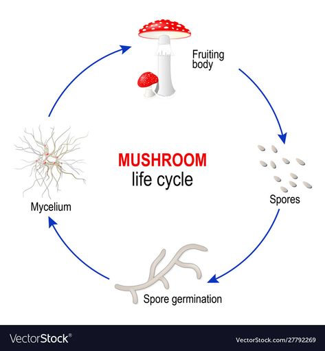 Amanita Muscaria, Life Cycle, All About Plants, Life Cycles, Plant Life, Adobe Illustrator, Vector Free, Vector Images, High Resolution