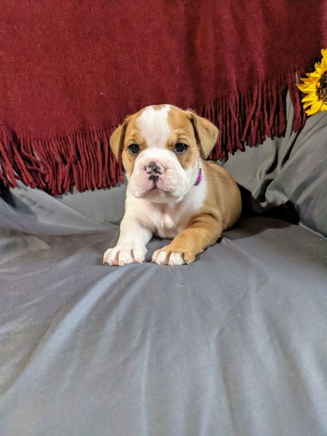 Beabull Puppies For Sale | Coshocton, OH