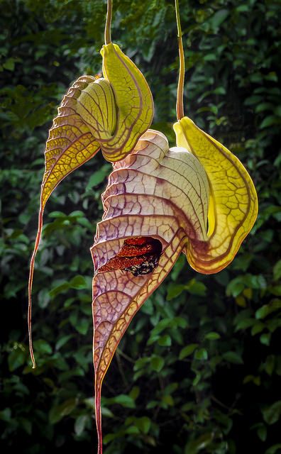 Mother & Child Aliens (Pelican Flowers) | by Roniyo888 Exotic Flowers Beautiful, Crazy Plants, Alien Flora, Crazy Flowers, Interesting Flowers, Weird Flowers, Strange Plants, Vine Flowers, Alien Plants