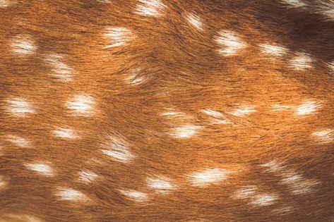 Skin Pattern, Deer Print, Deer Skin, Animal Skin, Photo Editing Software, Vector Photo, Free Photo, Free Photos, Animal Print Rug