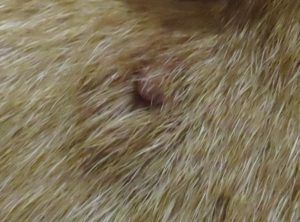 Is it a tick? How to tell if it’s a tick on your dog or cat, and how to remove it! - http://vetchick.com/2017/07/ticks/ Tick Removal, Ticks On Dogs, Take It Off, Health Articles, Pet Health, Ticks, My Dog, Healthy Tips, Mole