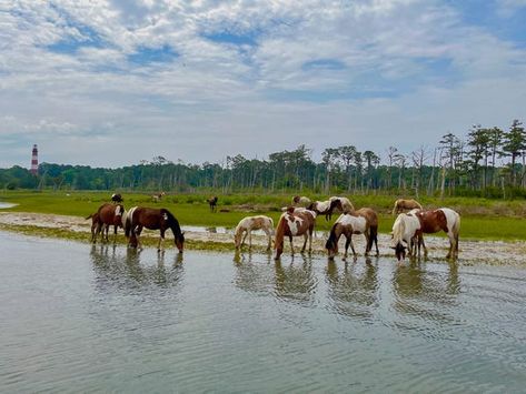 I Took a $50 Boat Ride by Chincoteague Island in Virginia, Worth It - Business Insider Wild Ponies, Chincoteague Island, Pony Breeds, Miniature Horses, Boat Ride, Island Tour, Eastern Shore, Pontoon Boat, Island Travel